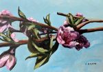 Peach Blossoms  5 x7  acrylic Online Hot Sale