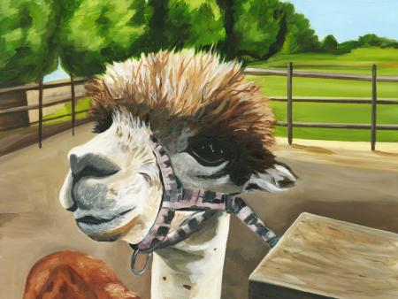 Snuck Farm Alpaca   18 x24  oil For Cheap